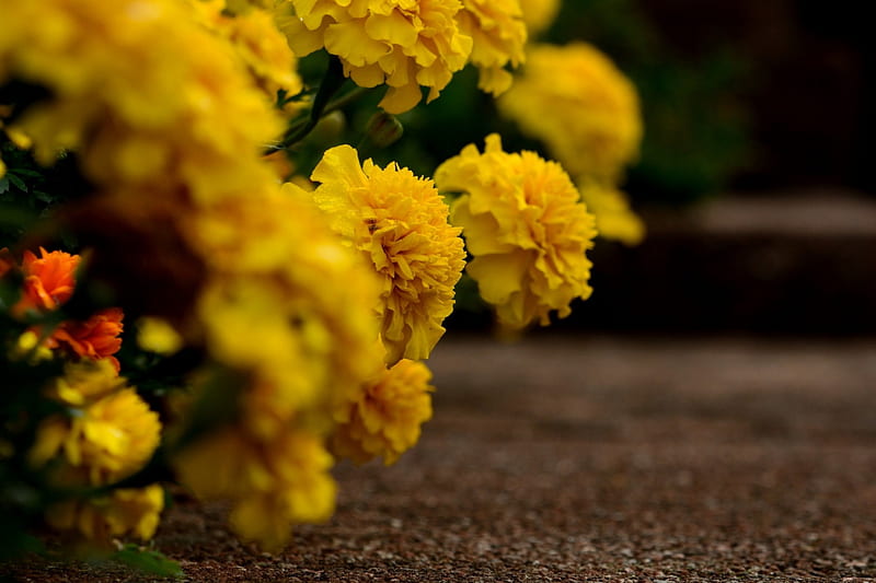 some summer yellow, summer garden, summer flowers, yellow flowers, macor flowers, HD wallpaper