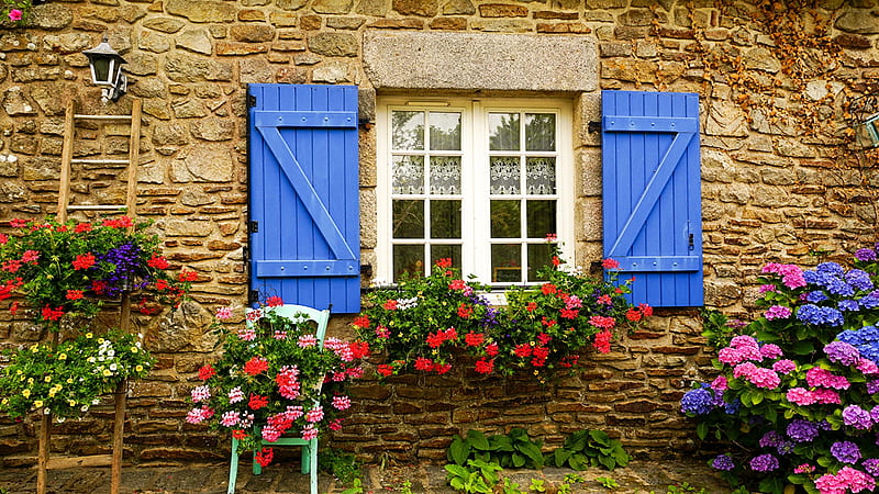 beauty, petunia, hydrangea, window, fowers, geranium, wall, HD wallpaper