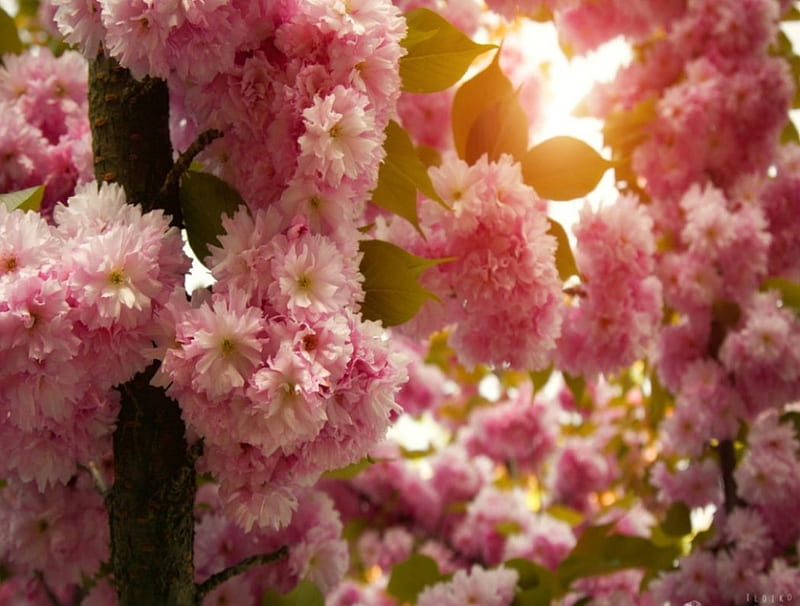Pink Blossom, Cherry, Spring, Flowers, Branches, HD wallpaper