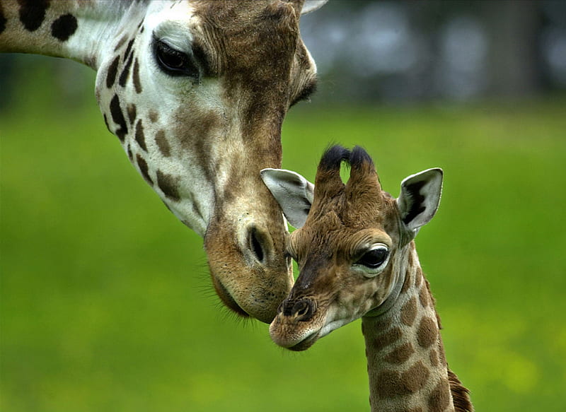 Mother's Love, mothers love, baby giraffe, love, nature, grapfy, giraffe, animal, HD wallpaper