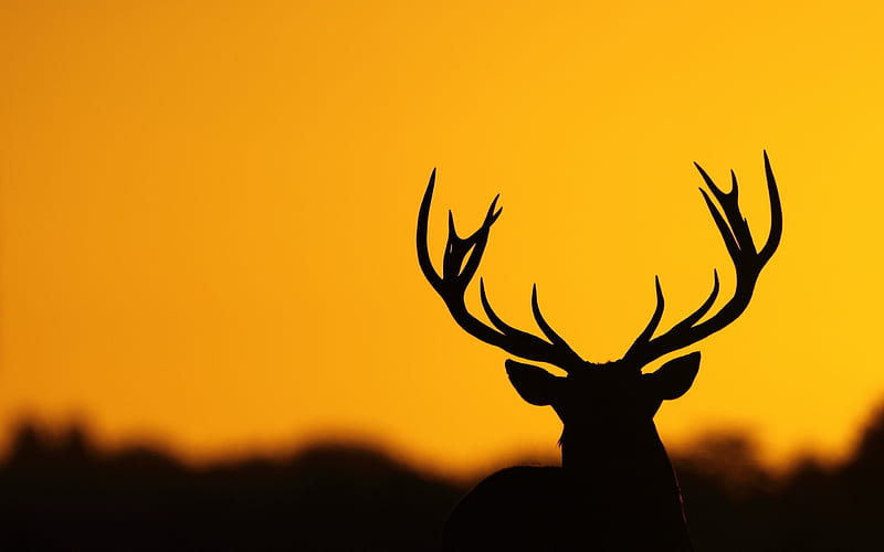 Deer Antler Silhouette, deer, animals, silhouette, graphy, HD wallpaper