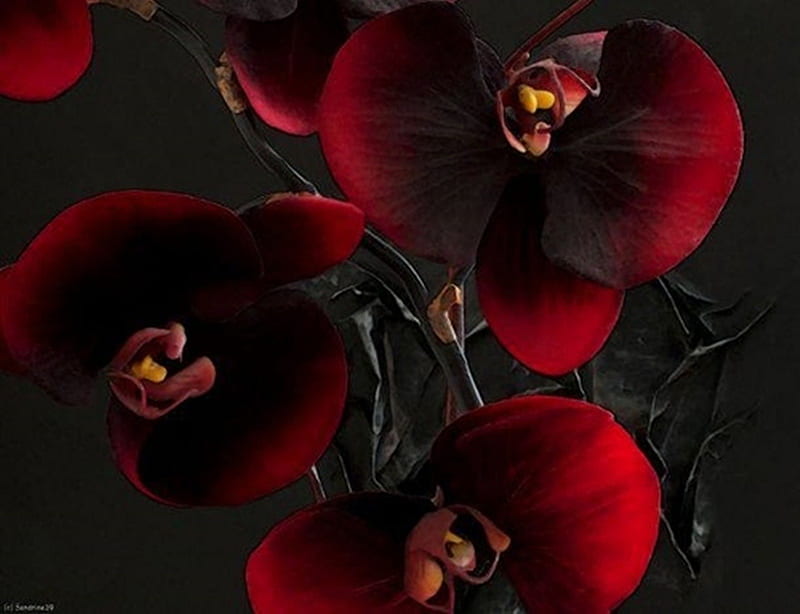 burgundy orchid, orchid, flowers, black, beauty, burgundy, HD wallpaper