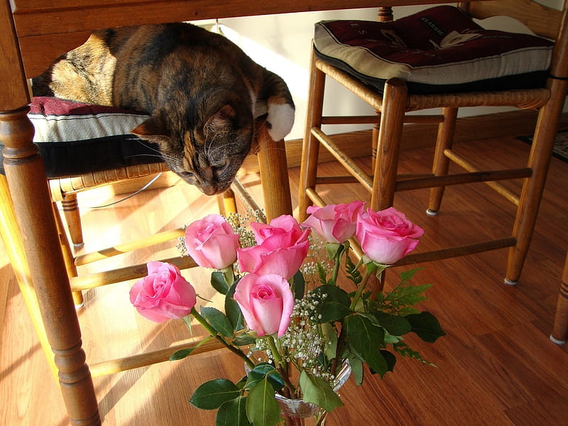 Gracie and the roses, lovely, chears, vase, sniffing, roses, cat, pink, HD wallpaper