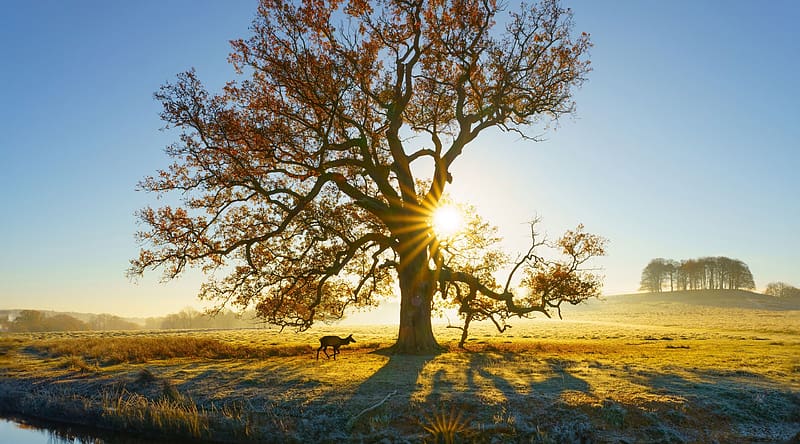 Morning Sunshine Ultra, Nature, Landscape, Sunshine, Morning, Tree, Deer, Pasture, HD wallpaper