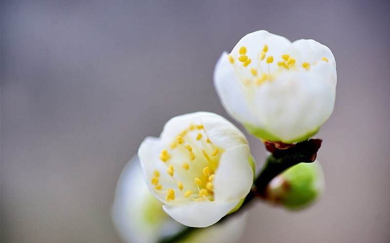 FLOWERING WHITE SPRING, spring, buds, enchanting natue, macro, flower, nature, petals, splendo, white, HD wallpaper