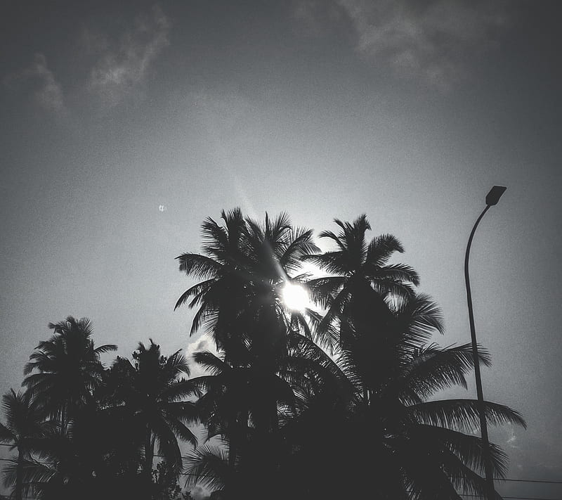 Black and White Tree, blackandwhite, clouds, coconut, coconuttrees, sky, srilanka, sun, trees, HD wallpaper