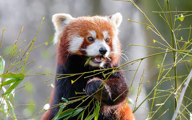 red panda, cute animals, wildlife, panda, tree, bears, HD wallpaper