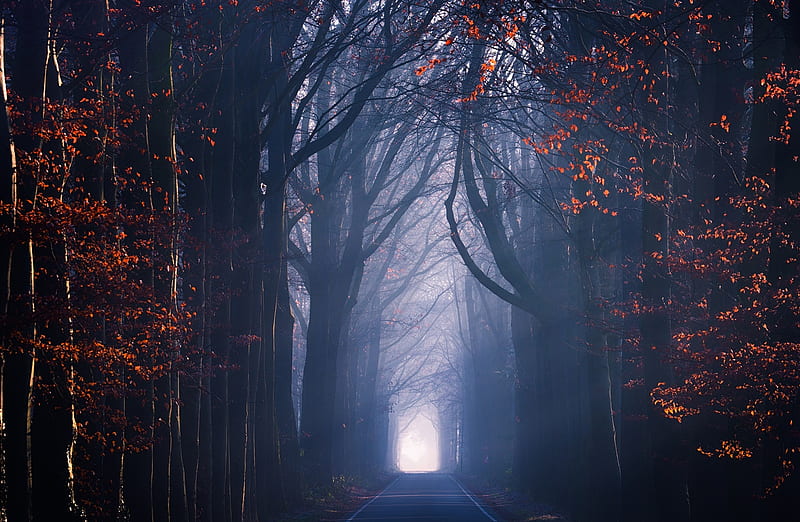 Road, Trees, Fog, Autumn Season Ultra, Seasons, Autumn, dark, Travel ...