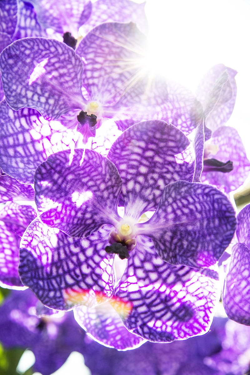 Purple Orchid, Blue and Purple Orchids, HD phone wallpaper | Peakpx