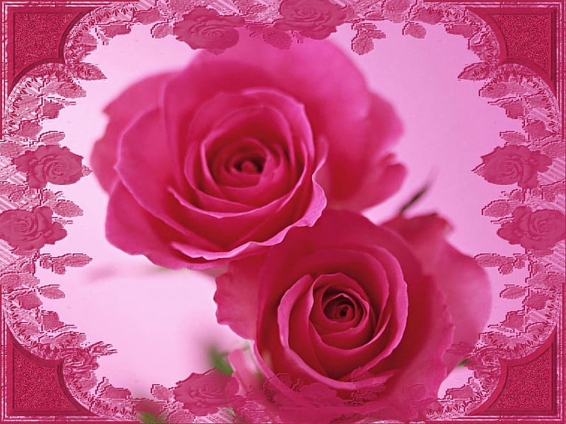 Double Rose. jpg, pretty, roses, lacy, pink, HD wallpaper