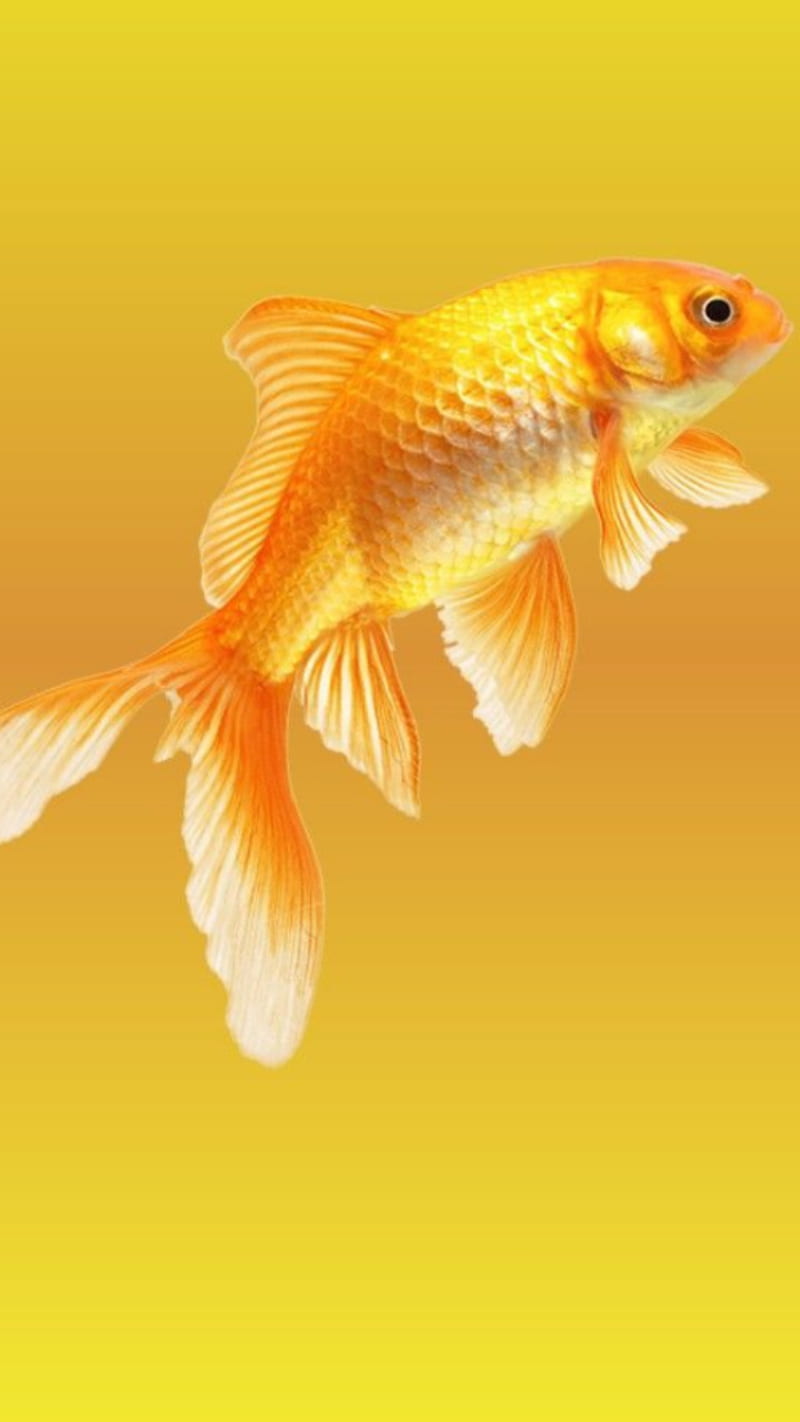 Goldfish, fish, fishy, gold, HD phone wallpaper | Peakpx