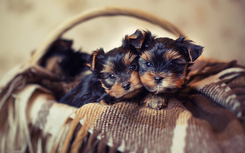 yorkshire terriers, little cute puppies, basket, pets, dogs, puppies in the basket, HD wallpaper