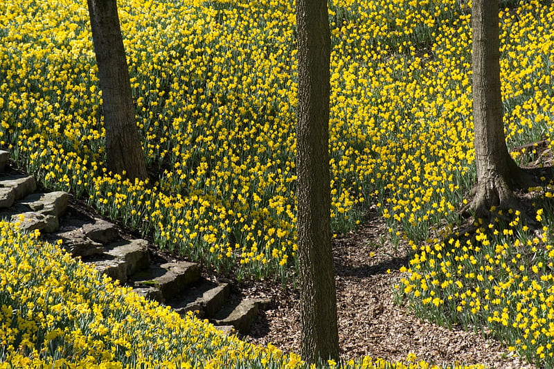 Daffodil Valley, forest, tree, flower, daffodil, stairs, yellow, field, HD wallpaper