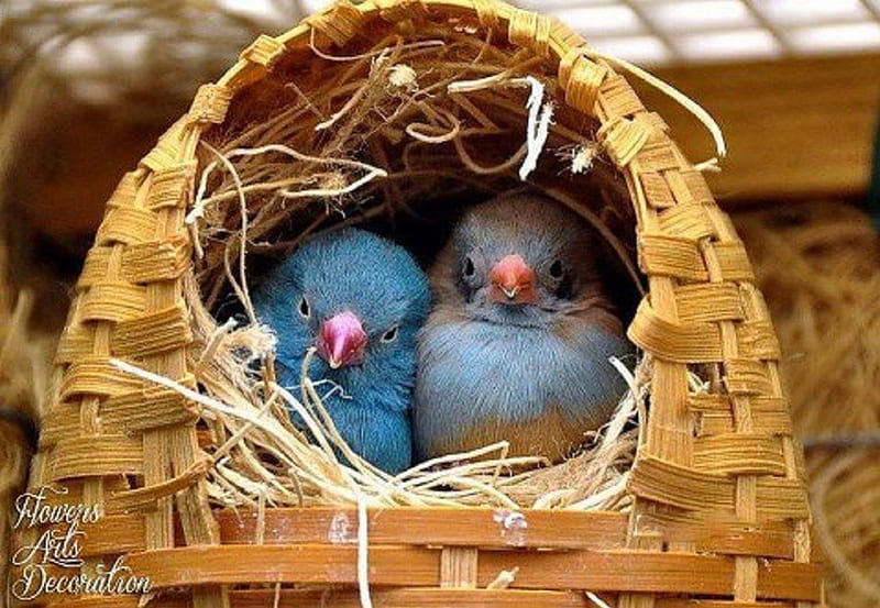 Like Two Peas in a Pod, nest, two, basket, birds, animals, blue, HD wallpaper