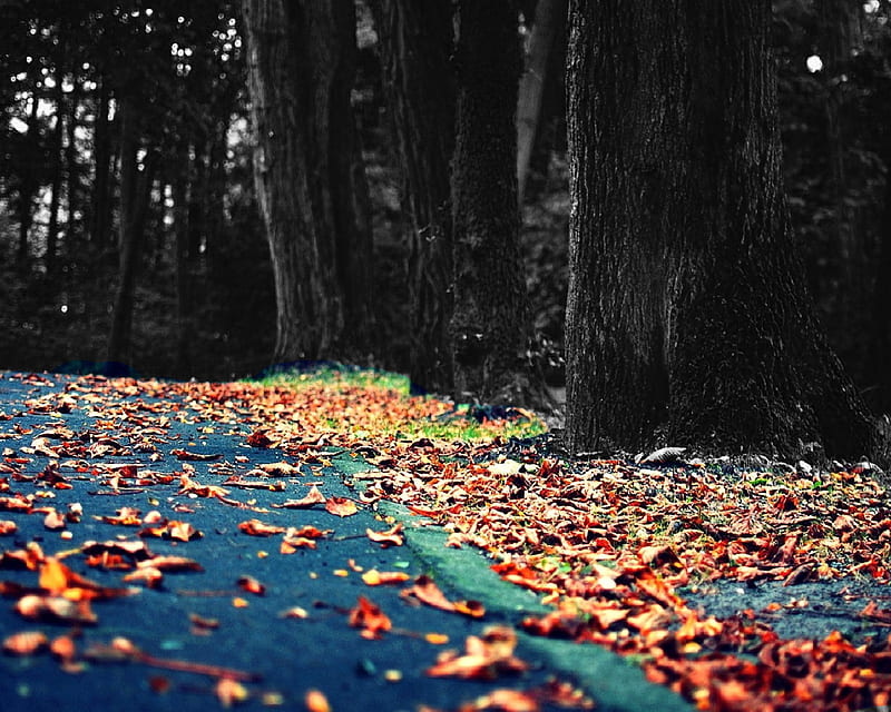 autumn path, autumn, footpath, landscape, natural, nature, new, nice, park, path, HD wallpaper