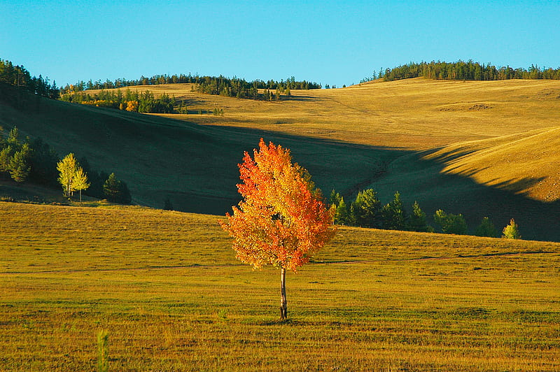 Siberia nature, autumn, tree, orange, nature, siberia, field, HD wallpaper