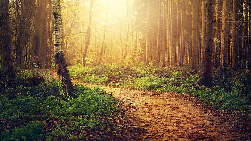 Path to the Light, forest, sunlight, woods, path, trail, lane, hike, light, sunshine, HD wallpaper
