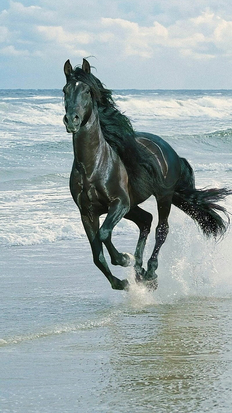 Cavallo Nero, horses, icio, HD phone wallpaper