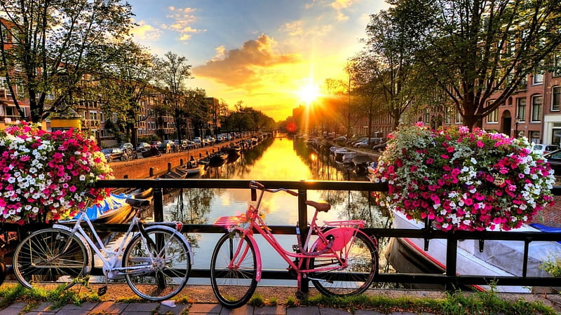 flowers, sunset, bicycles, amsterdam, HD wallpaper
