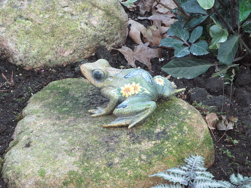 Frog at the Garden, rocks, Frogs, graphy, green, nature, leaf, HD wallpaper