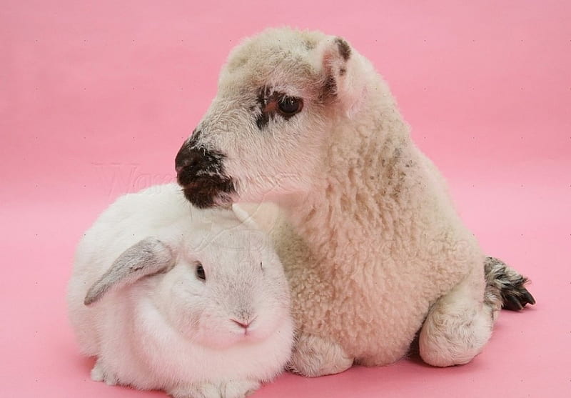 Lamb and white bunny, lamb, bunny, white, animals, HD wallpaper