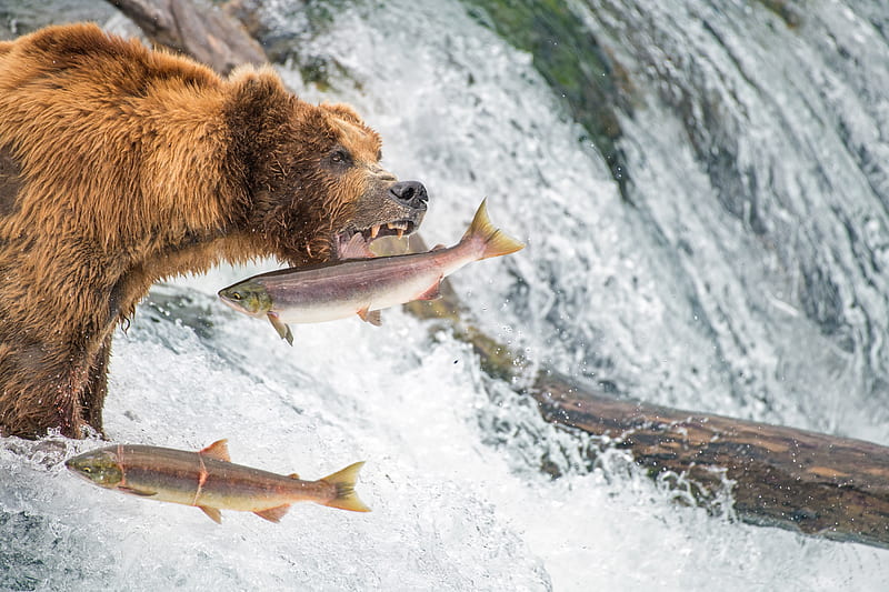 Bears, Bear, Fish, Wildlife, predator (Animal), HD wallpaper