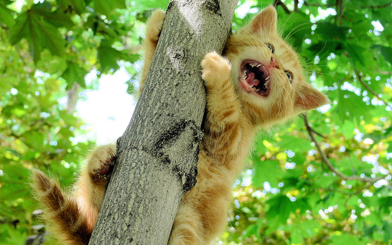 Cute kitty in tree, cute, tree, cat, hang, HD wallpaper