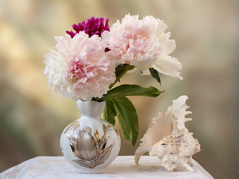 still life snail, vase, bonito, peony, graphy, nice, cool, shell, bouquet, flower, flowers, white, HD wallpaper