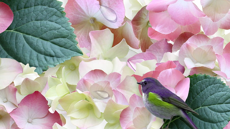 Blossom & Bird, purple bird, spring, floral, leaves, blossom, summer, flowers, petals, dew drops, Firefox Persona theme, HD wallpaper
