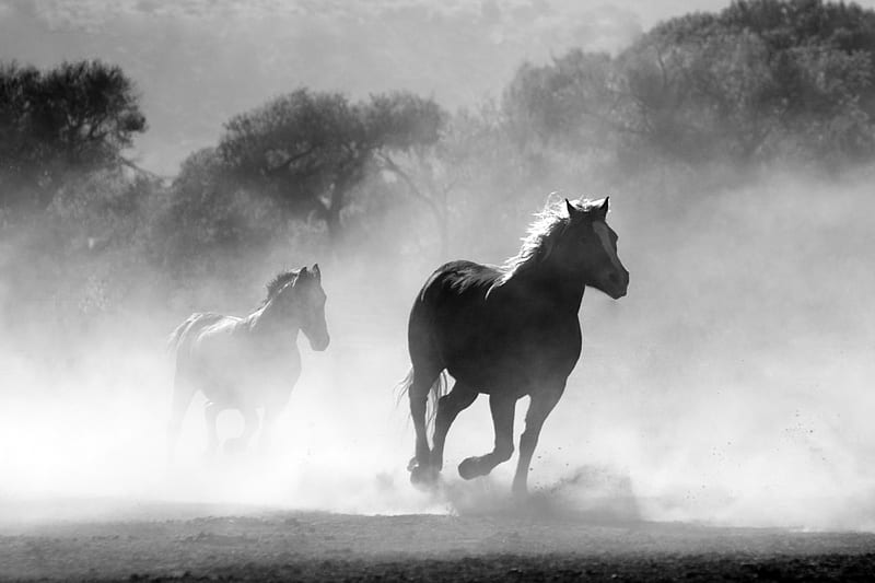 Horses Running Dust Monochrome , horse, animals, monochrome, black-and-white, HD wallpaper