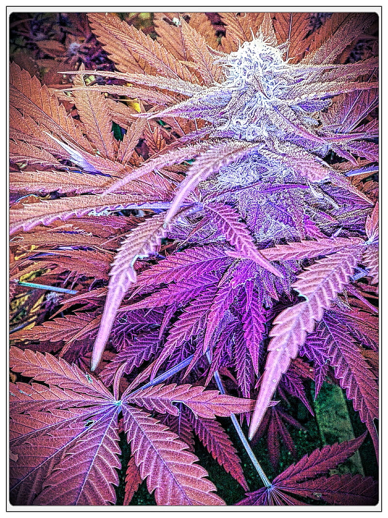 Tibeth Canna Design, bud, buds, cannabis, color, konopi, leaf, plants, HD phone wallpaper