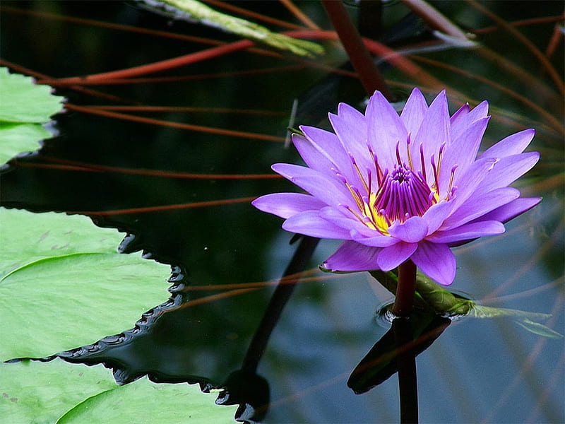 Water Lily Reflection, lily, flower, water, purple, HD wallpaper