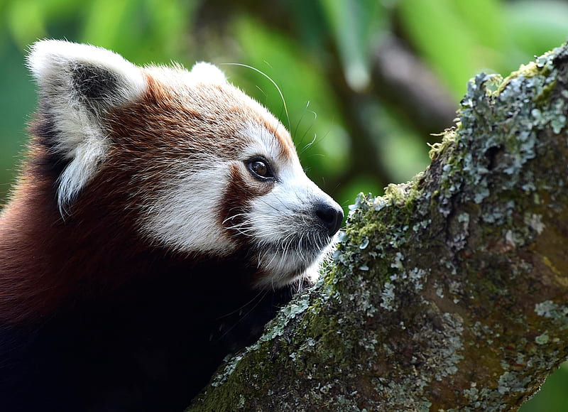 Red panda, Panda, Red, Endangered, Wales, Manor Wildlife Park, UK, Tenby, HD wallpaper