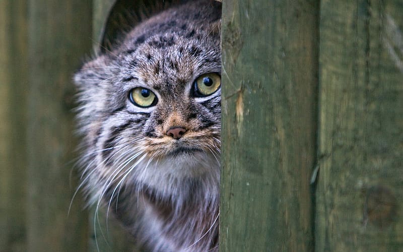 Cats, Animal, Pallas's Cat, HD wallpaper