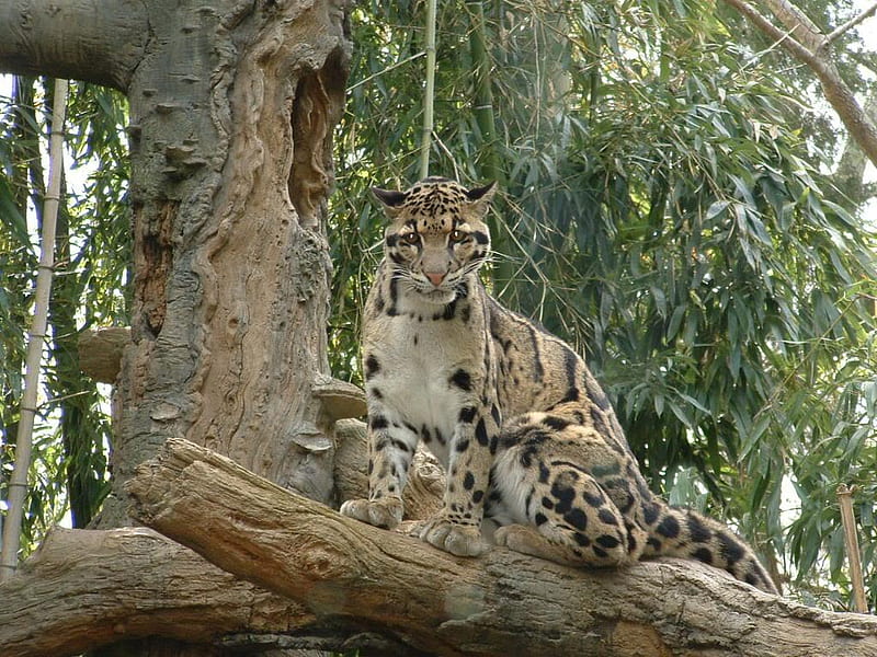 Leopard, bobcat, cat, trees, animal, HD wallpaper