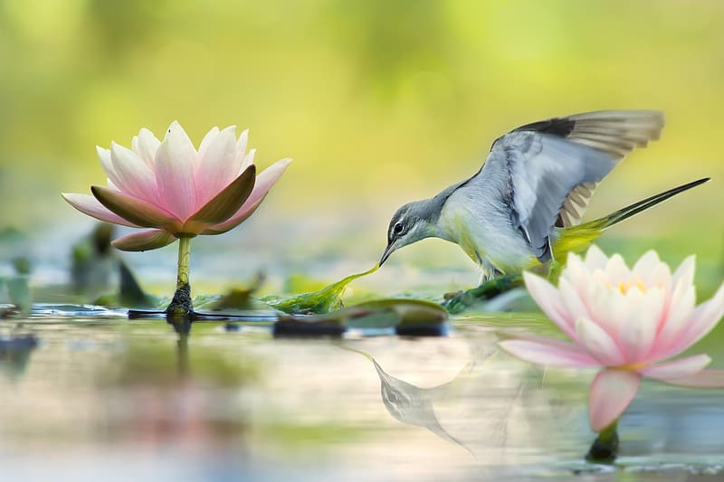 Gray Wagtail Bird, green, flower, fuyi chen, nature, water, pasari, lotus, bird, gray wagtail, pink, HD wallpaper