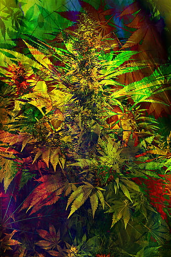 Cana Abstract, cannabis, 420, marijuana, colorful, leaves, natural, nature, autumn, HD phone wallpaper