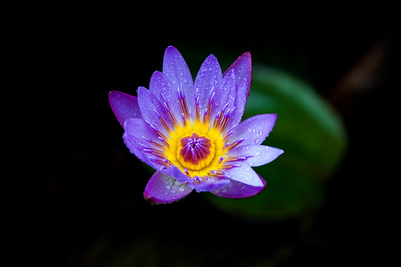 purple and yellow lotus flower bloom, HD wallpaper