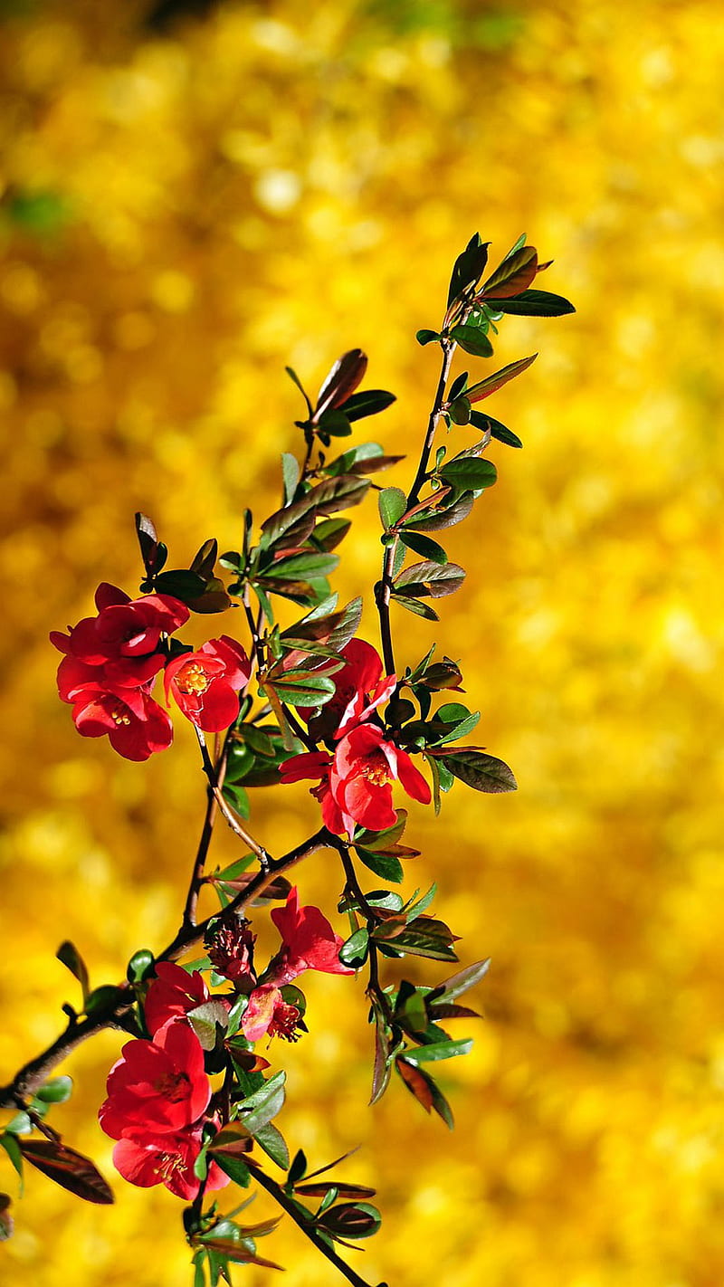 Red flowers, flower, leaves, nature, HD phone wallpaper | Peakpx