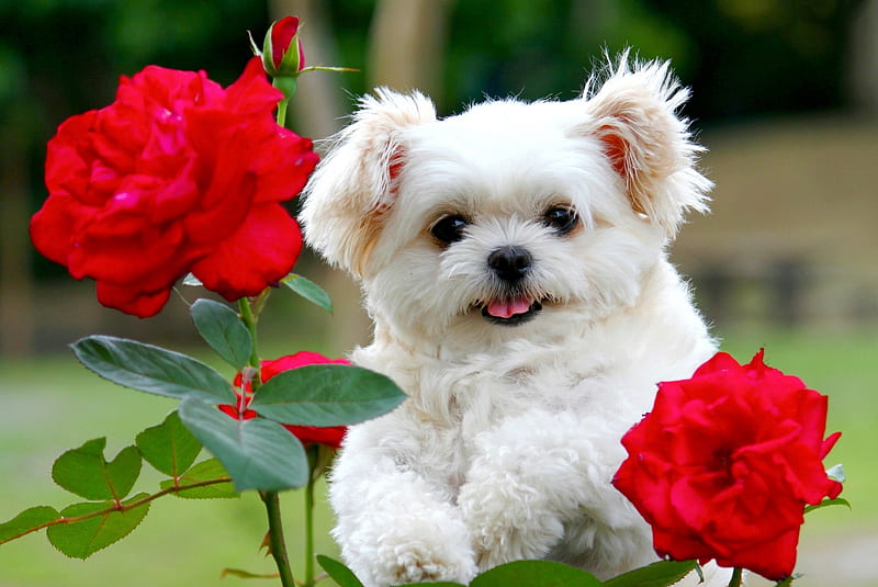 480x320px, animal, cute, little dog, nature, puppy, red rose, HD wallpaper