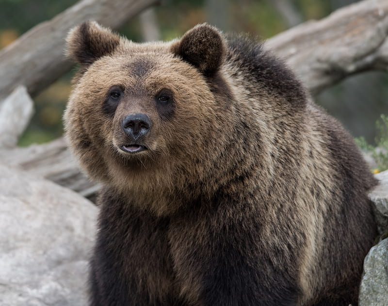 bear, brown, predator, muzzle, furry, HD wallpaper