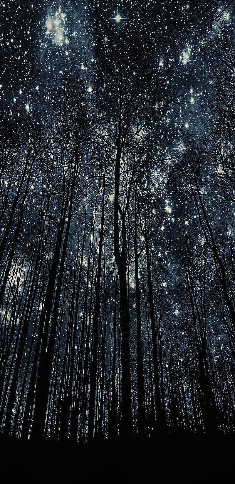 Estrellas en el bosque, noche, estrellas, bosque, calma, Fondo de de teléfono HD | Peakpx