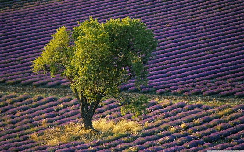 Isolated Tree in Lavender Field, Baronniers, France, lavender, fragrance, tree, daylight, green, purple, flowers, day, nature, lines, rows, field, HD wallpaper