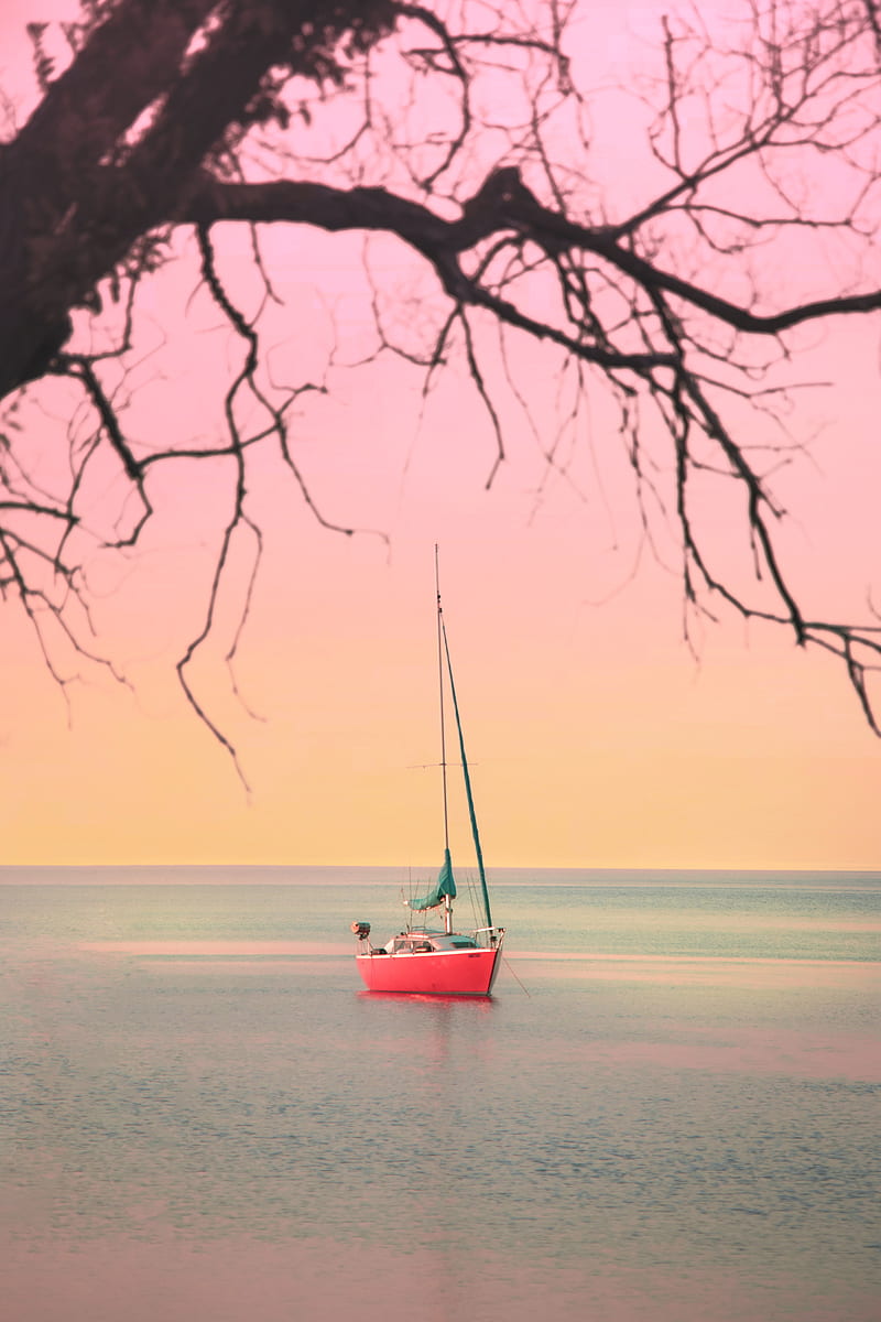 boat, sailboat, sea, branches, horizon, HD phone wallpaper