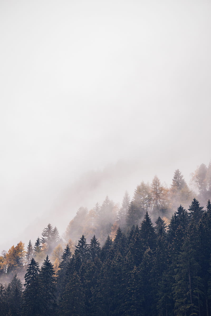 forest, trees, fog, tops, haze, HD phone wallpaper