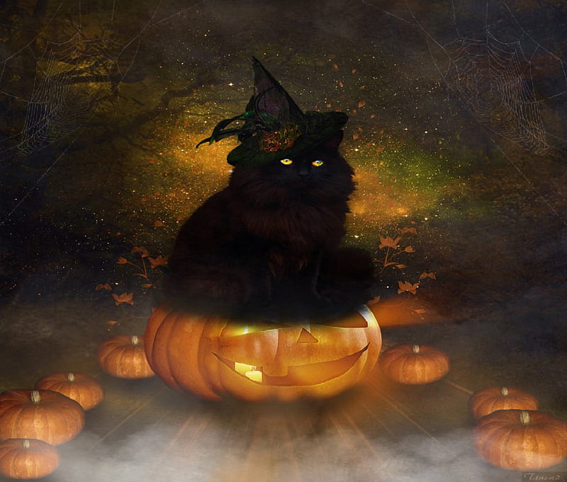~Halloween Black Cat~, lovely, halloween, creative pre-made, digital art, cat, pumkins, hat, fantasy, manipulation, black cat, weird things people wear, backgrounds, HD wallpaper