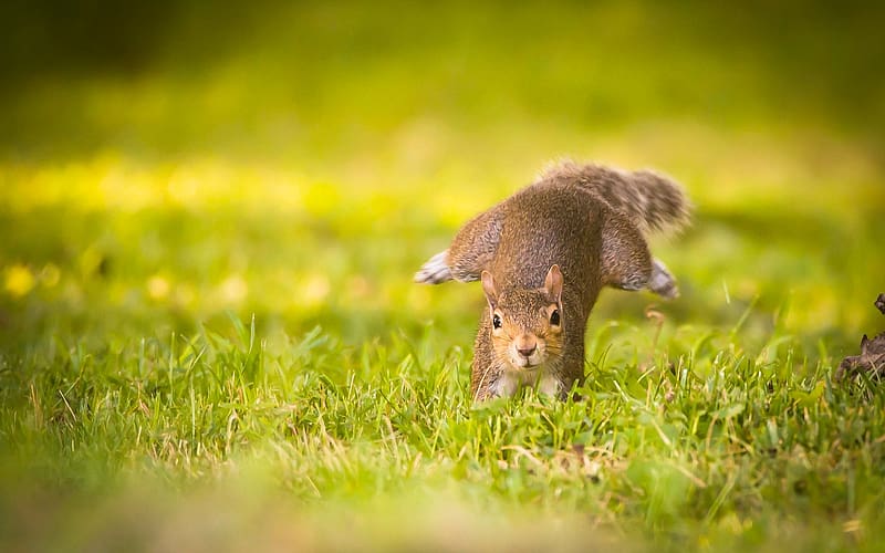 Funny, Squirrel, Grass, Blur, Animal, Rodent, Sunny, HD wallpaper