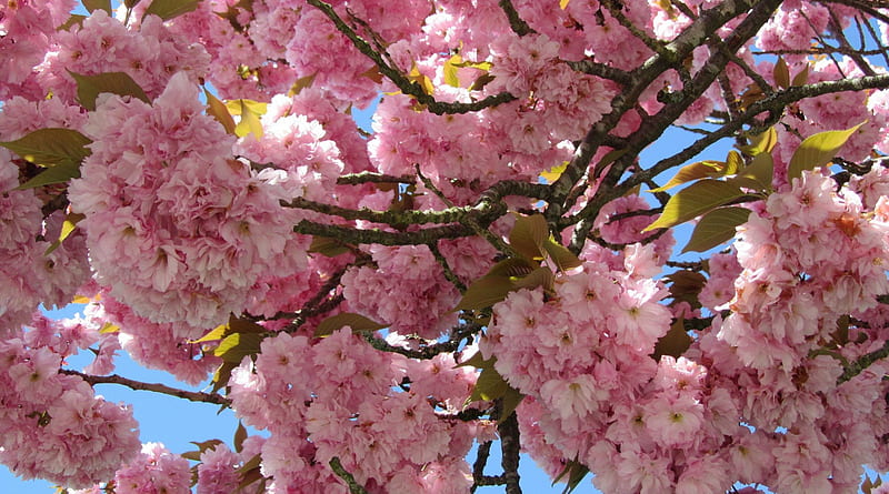 Flor de cerezo, sakura, natur, flor, rosa, cereza, Fondo de pantalla HD |  Peakpx