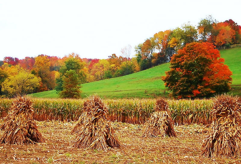 Autumn Harvest, corn, fall, leaves, colors, straw, trees, HD wallpaper