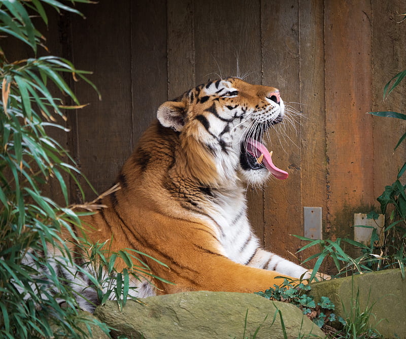 tiger, protruding tongue, grin, big cat, animal, stone, HD wallpaper